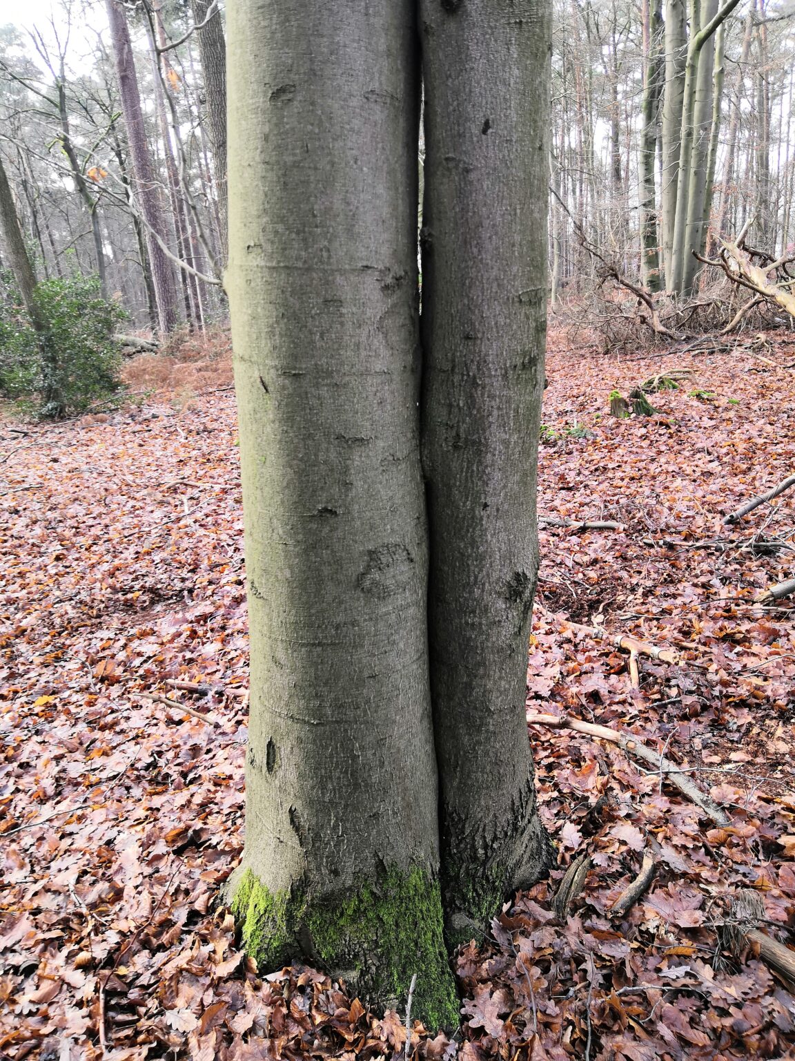 Wenn ein Baum zwei Stämme hat Achtsamkeit im Wald