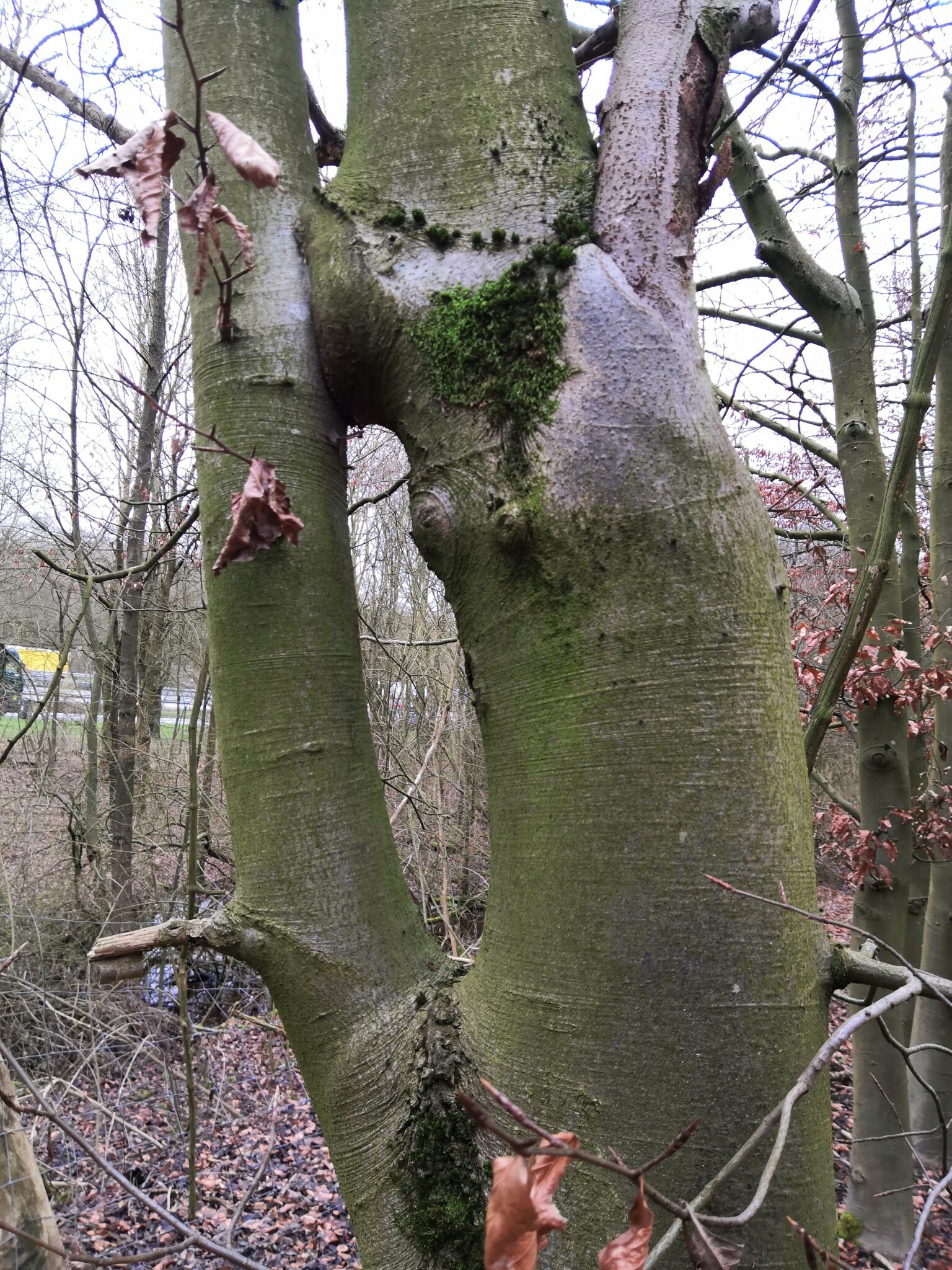 Wenn ein Baum zwei Stämme hat Achtsamkeit im Wald
